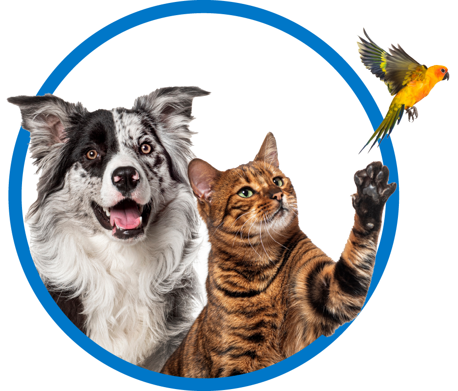 Pet Month Hero 3